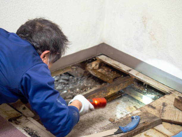 Best Professional Mold Removal  in Lawrence, MA