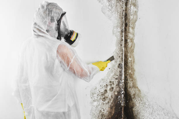 Mold Removal and Inspection in Lawrence, MA