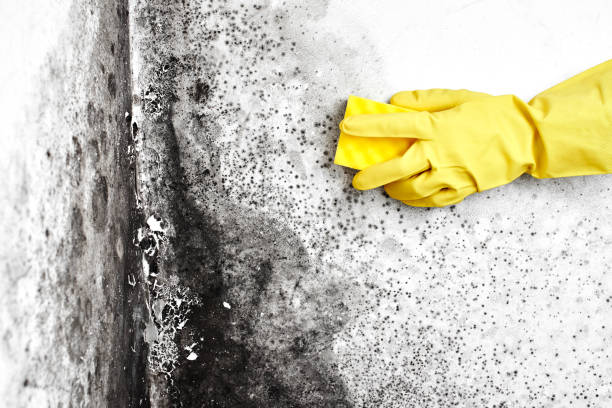Crawl Space Mold Removal in Lawrence, MA
