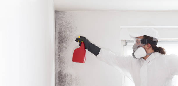 Best Affordable Mold Removal  in Lawrence, MA