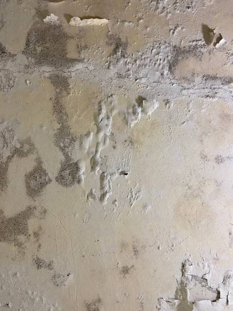Best Fast Mold Removal  in Lawrence, MA