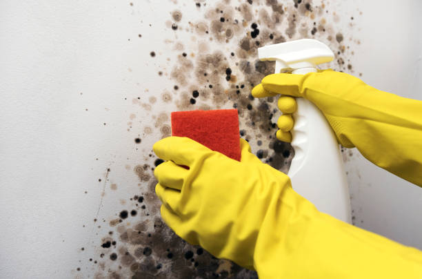 Reliable Lawrence, MA Mold Removal Solutions